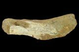 Fossil Dinosaur (Triceratops) Bone - North Dakota #134321-2